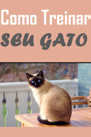 como treinar seu gato