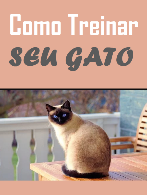 como treinar seu gato